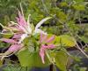 Native plants to admire and purchase at QEII Park