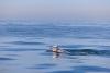 Petersburg woman swims the English Channel