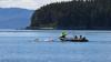 Young humpback whale freed from a death trap in Alaska