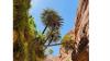 Palm Valley Emerges as Jordan’s Eco-Tourism Gem