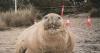 Neil the Seal is once again wreaking havoc in the streets of Tasmania