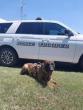 Nebraska State Patrol Welcomes Two New K9s to the Ranks