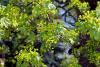 New Jersey just outlawed sales of burning bush, Norway maple, and 28 other landscape plants
