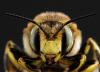 Stingless Bees in Peru Become the First Insects With Legal Rights. Will It Happen Globally?