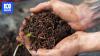 Farmers turn restaurant food scraps into 'very valuable commodities'