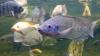 China river study finds invasive fish keep thriving on poor food as natives lose vital omega-3s