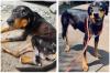 Stray dog gets new home in SA after surviving panga attack in Madagascar