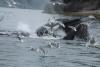 News from Alaska: Whales, otters, sea lions and other wildlife
