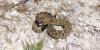 Overseas Specialists To Help In Rattlesnake Search