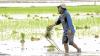 Dept. of Agriculture vows better seeds next year  
