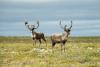 Environmentalists have mixed reaction to Quebec-Ottawa caribou conservation deal