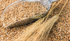 Turkey is tightening its phytosanitary requirements for imported wheat