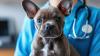 Ranking Arizona: Top 10 animal hospitals for 2026