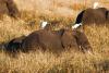 When conservation becomes political