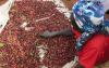 Coffee farming taking shape in Laikipia