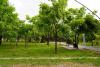 Bishkek to drill 18 wells to help preserve green spaces