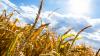 Environmental Groups Urge Government to Challenge EU Gene Editing Rules