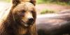 State officials urge safe camping in bear country during 4th of July weekend