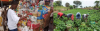 From Survival To Prosperity: Why Small Businesses And Agriculture Hold The