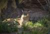 Realtor Opens Home’s Garage to Find Cougar Sleeping on Shelf