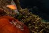 Australia welcomes draft UNESCO decision to keep Great Barrier Reef off danger list