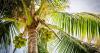 A Costa Rican coconut milk shrimp recipe dedicated my granddaughter | Elaine Revelle