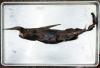 New species of ghost shark may have been found in Costa Rica