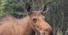 PHOTOS — Couple Helps Moose Calf Escape Bear Attack in Maine Woods: 'My Heart Was Racing'