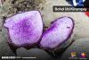 Bohol eyes five-year plan to develop ubi industry