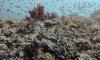 Australia's Great Barrier Reef avoids 'in danger' listing