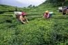 Nepal Resumes Tea Exports While Aiming to Enhance Quality and Explore New Markets