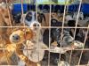 Animal Rescue Cyprus down to 11 volunteers for 1,350 animals, appeals for help
