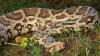 Farmer in India lassos giant python after it apparently swallows a cow