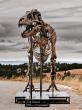 Ancient bones of contention