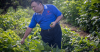 Plant from China has great potential for Samoa