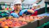 From design to delivery: Why institutional coordination is now the central challenge of industrial policy in Latin America