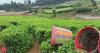 Nepal looks to improve quality, explore new markets after India tightened tea import procedures