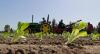 Trump’s Morocco fertilizer move boosts Israel ties