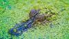 Cyclist spots alligator chomping giant Burmese python, then swimming off with the catch