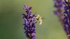 To swat or not? These scientists suggest we rethink our fear toward insects