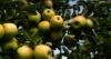 Hochul launches $30 million tariff relief program for New York agricultural producers