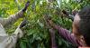 EU Assessment Spotlights Missed Opportunity, Overdependence in Ethiopian Coffee Trade
