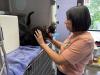 Three Northwest Arkansas animals shelters to offer free and reduced-fee pet adoptions through July