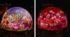 Poppies Illuminate Las Vegas Sphere in Wickedly Wonderful Display for ‘The Wizard of Oz’