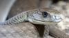South Africa's deadliest snake carries lead, arsenic, and a new way to test pollution
