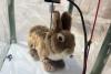Florida scientists built heated robo-rabbits to flush invasive pythons from hiding