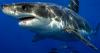 Swimmer Bitten by Suspected Shark at New York Beach, Foot Left 'Torn Open' With Bone Exposed