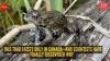 This toad exists only in Canada—and scientists have finally discovered why