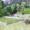 EL NINO EXPECTED TO HIT HARD FISH FARMING IN HIGHLANDS