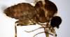 Research shows tiny midge has huge appetite, impact on some livestock